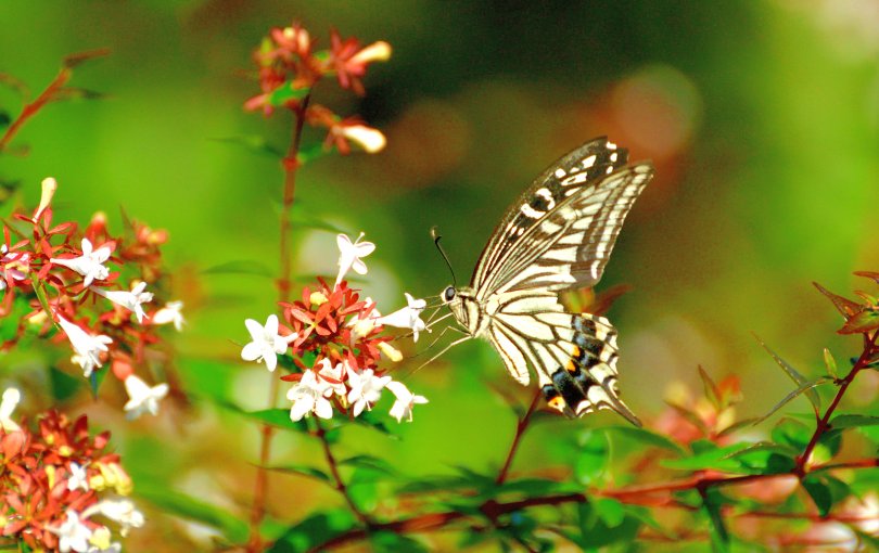Абелия крупноцветковая и бабочки
