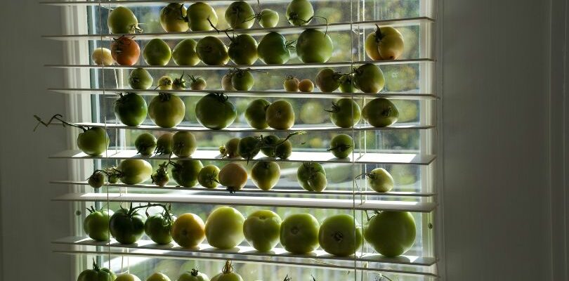 Дозревание зеленых помидоров на окне