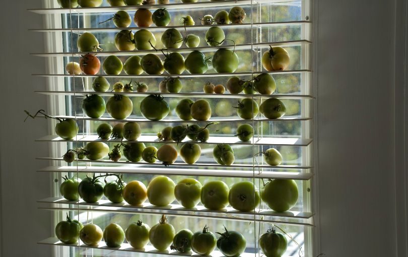 Дозревание зеленых помидоров на окне
